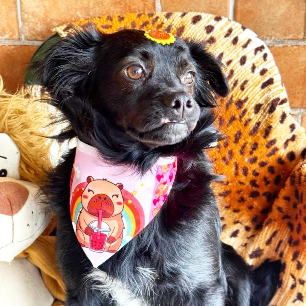 Bia, cachorro de porte médio para adoção em Torres - RS