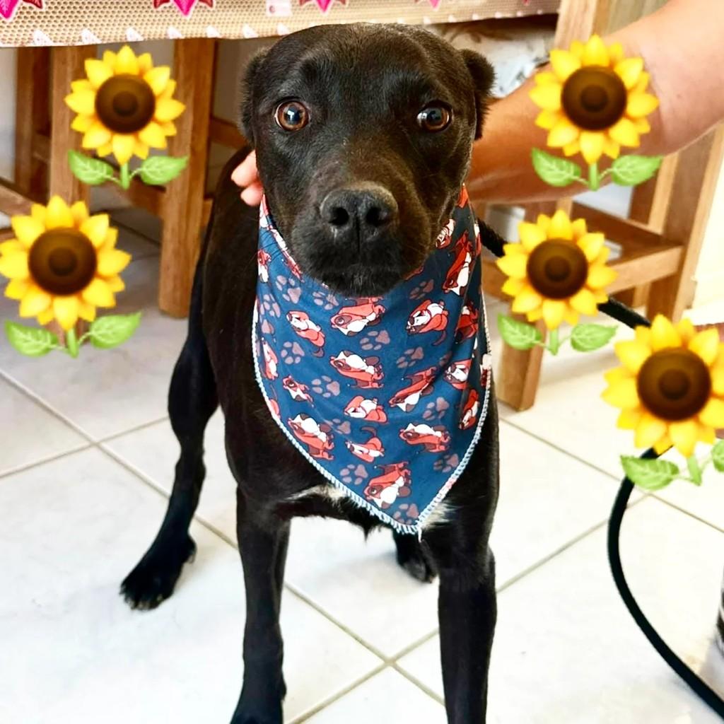 Mike, cachorro de porte médio para adoção em Cachoeirinha - RS