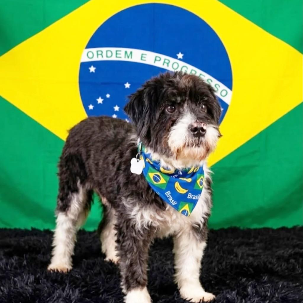Magaiver, cachorro de porte pequeno para adoção em Canoas - RS