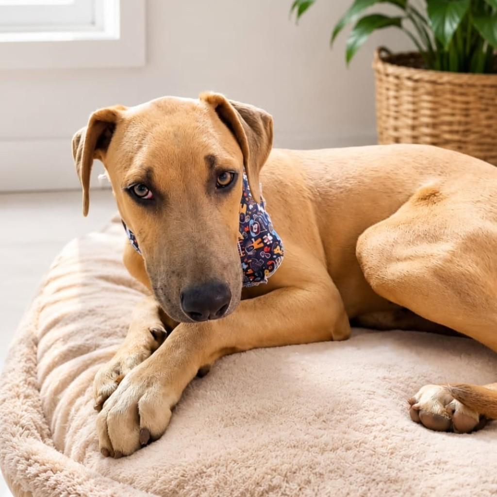 Bily, cachorro de porte grande para adoção em Cachoeirinha - RS