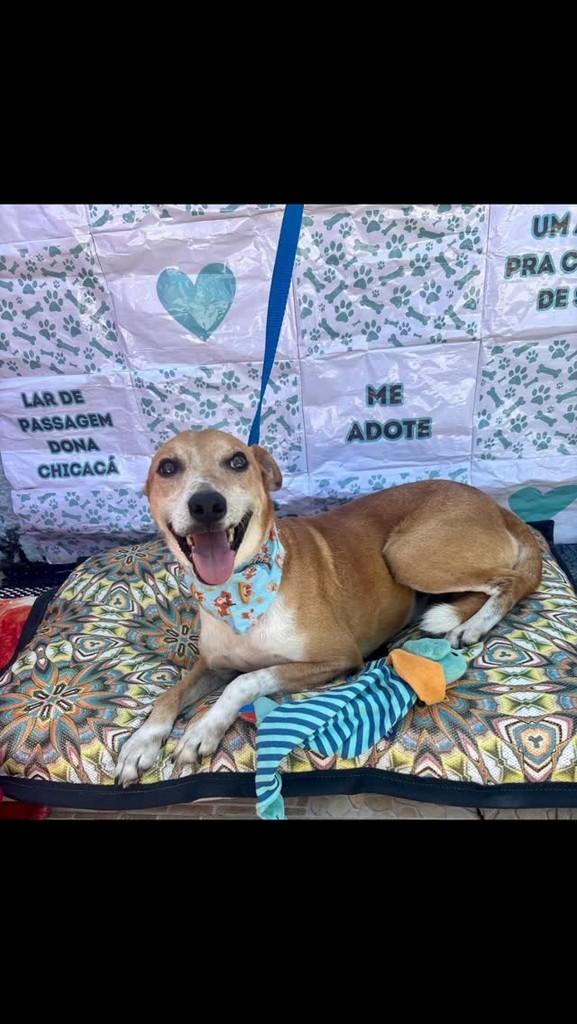Caramelo, cachorro de porte pequeno para adoção em Cachoeirinha - RS