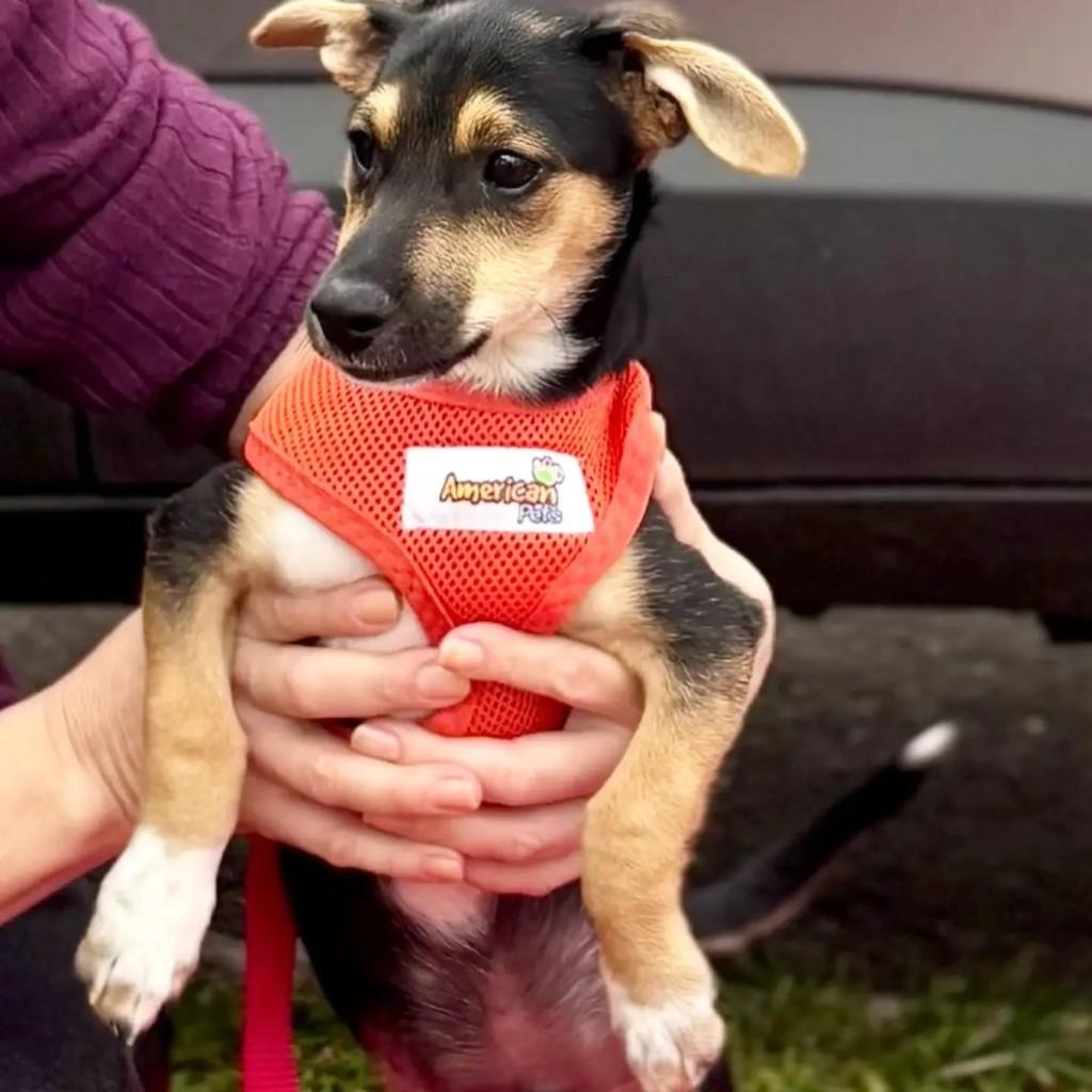 Nick, cachorro de porte pequeno para adoção em Cachoeirinha - RS