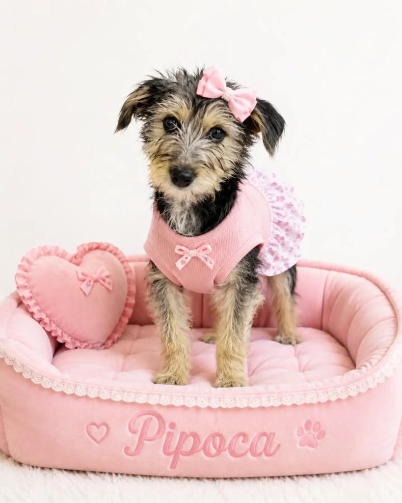 Pipoca, cachorro de porte pequeno para adoção em Cachoeirinha - RS
