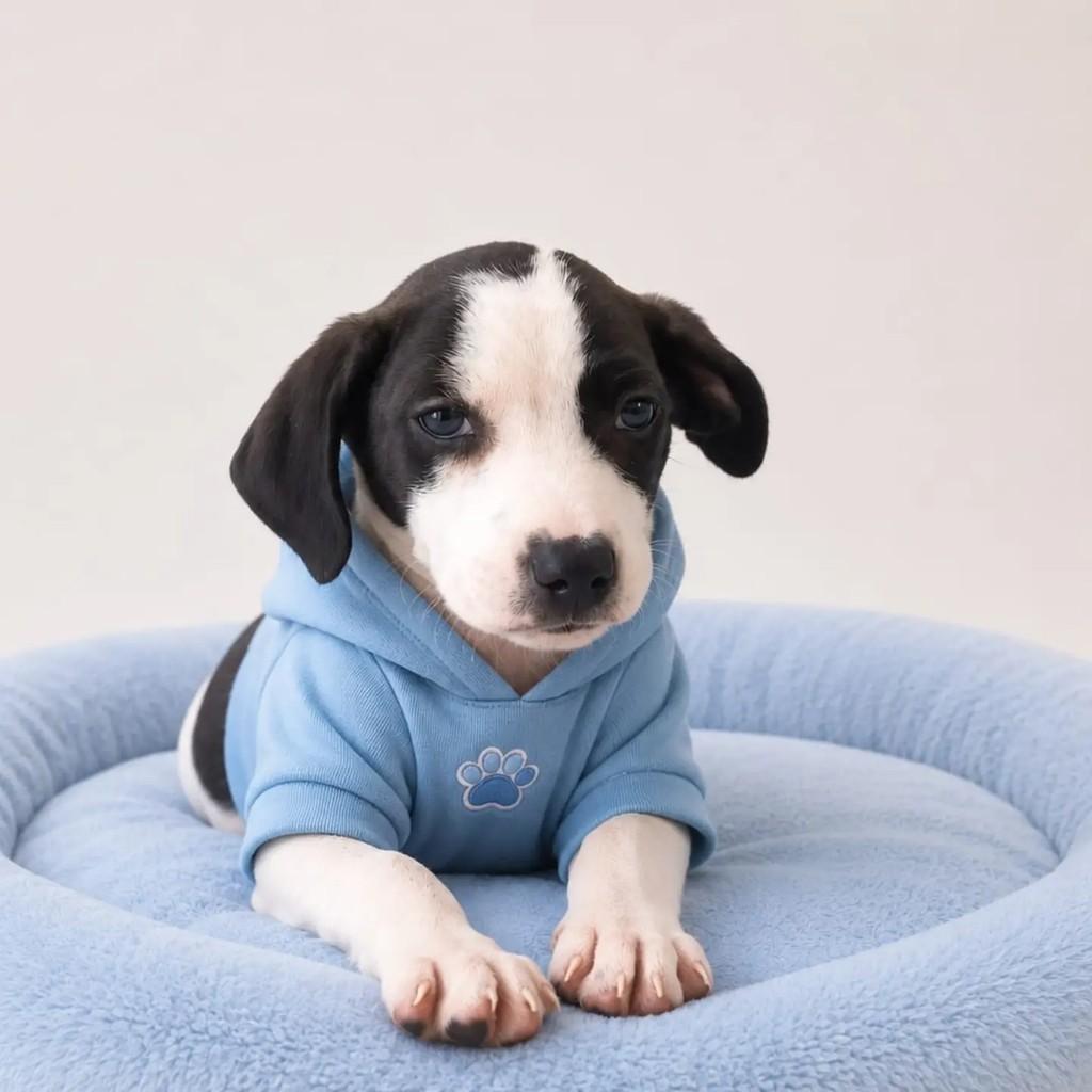 Theo, cachorro de porte médio para adoção em Cachoeirinha - RS