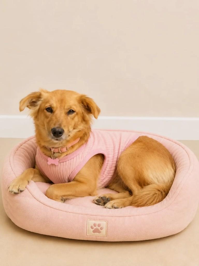Penélope, cachorro de porte pequeno para adoção em Cachoeirinha - RS
