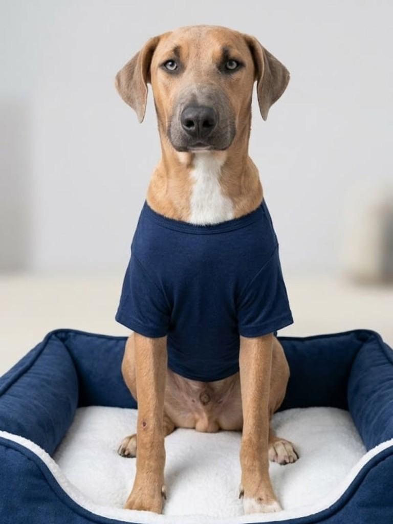 Egon, cachorro de porte grande para adoção em Cachoeirinha - RS
