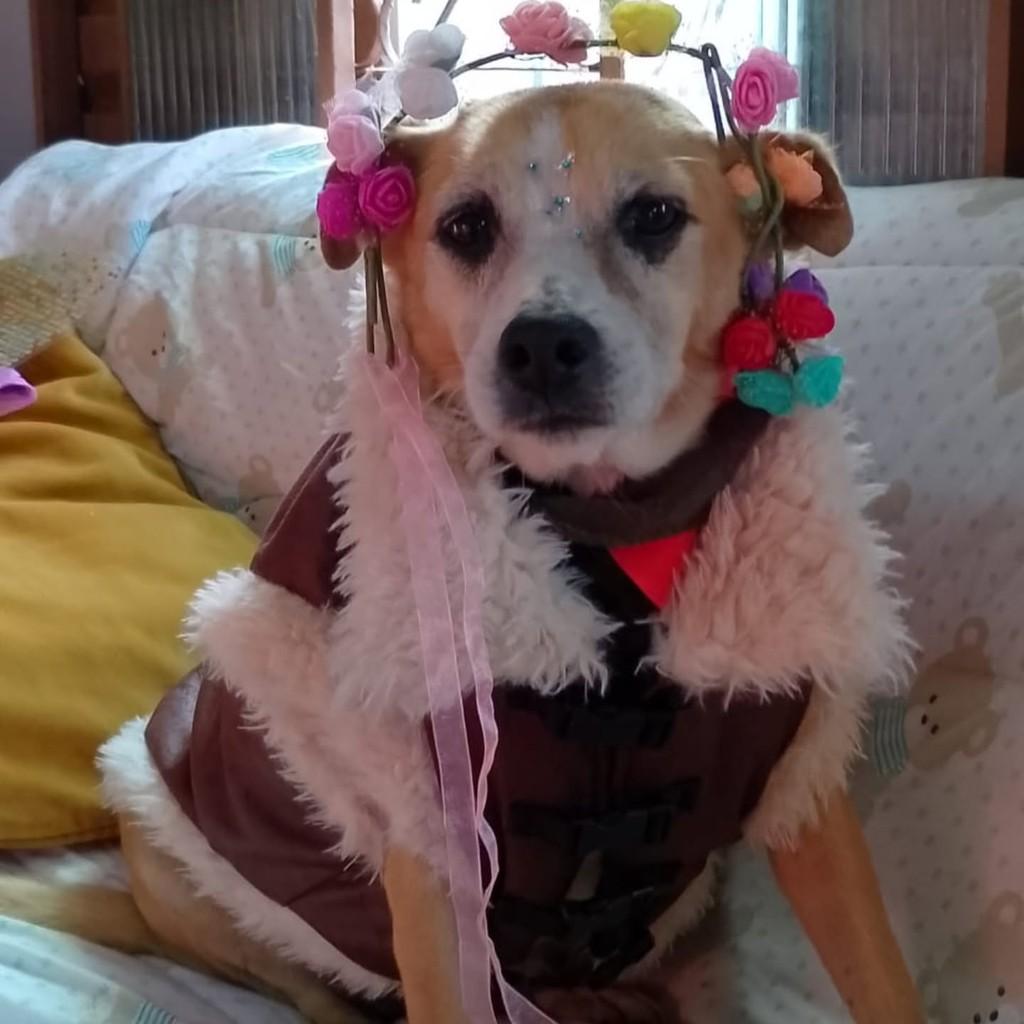 Bela, cadela de porte médio para adoção em Cachoeirinha - RS