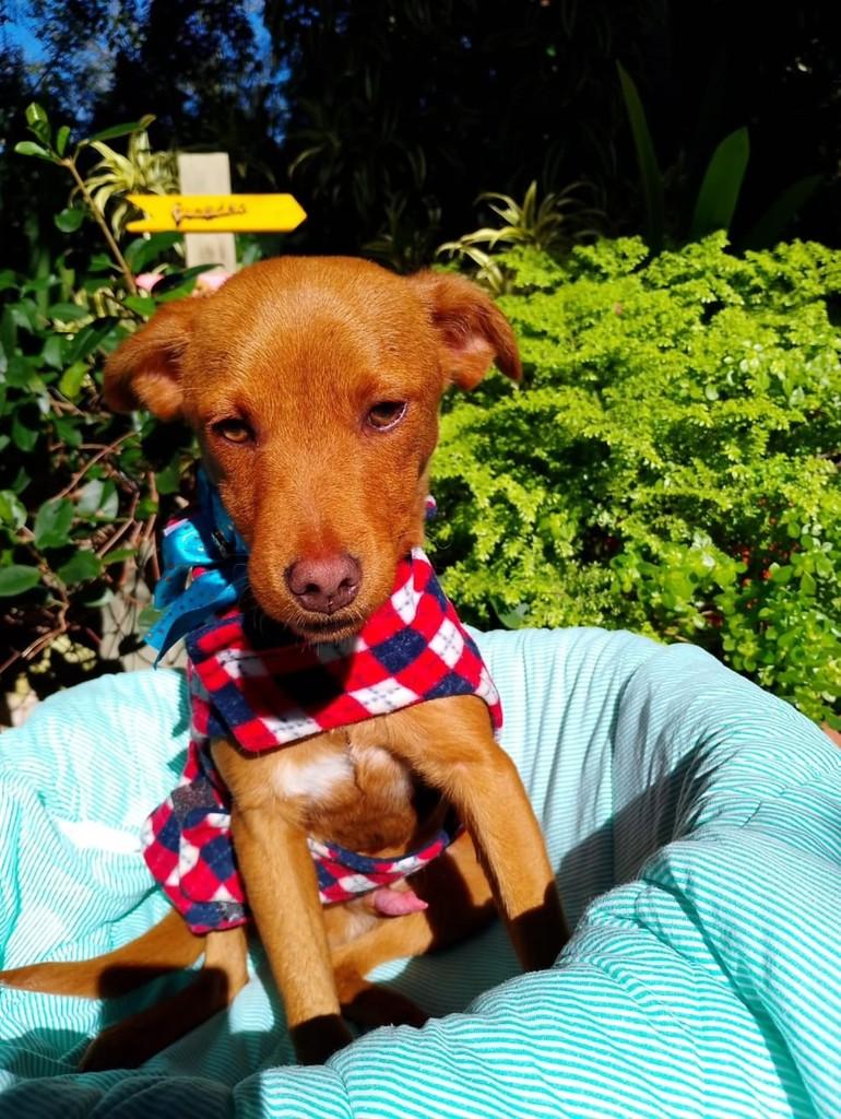 Chiquinho, cachorro de porte pequeno para adoção em Cachoeirinha - RS