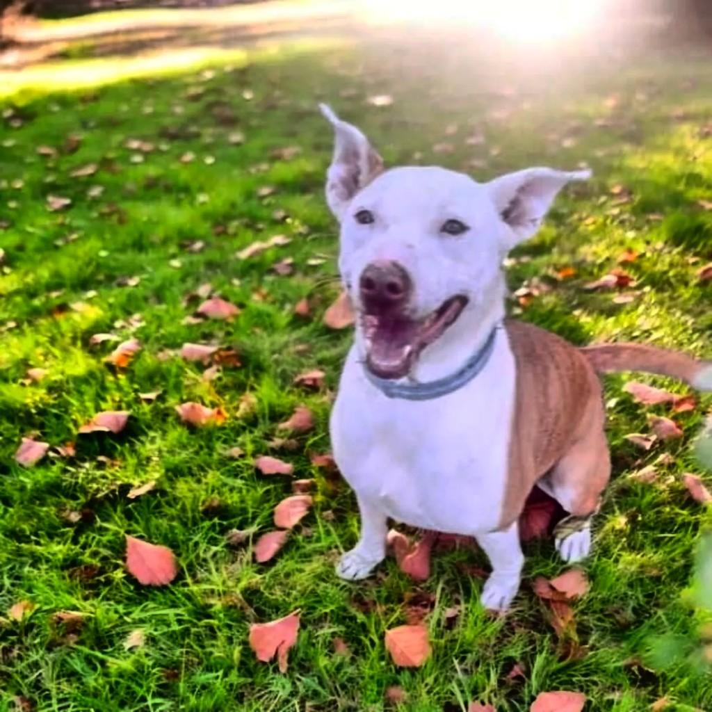 Lola, cadela de porte médio para adoção em Cachoeirinha - RS