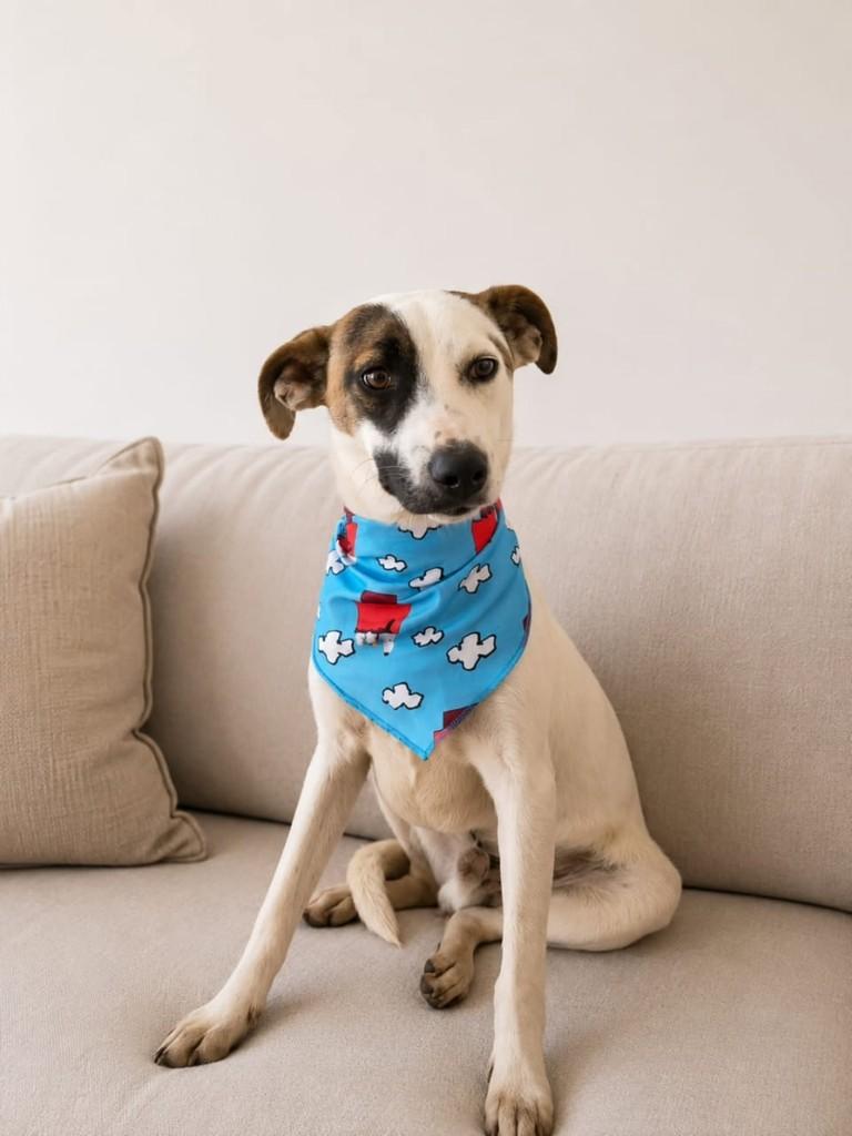 Leôncio, cachorro de porte médio para adoção em Cachoeirinha - RS