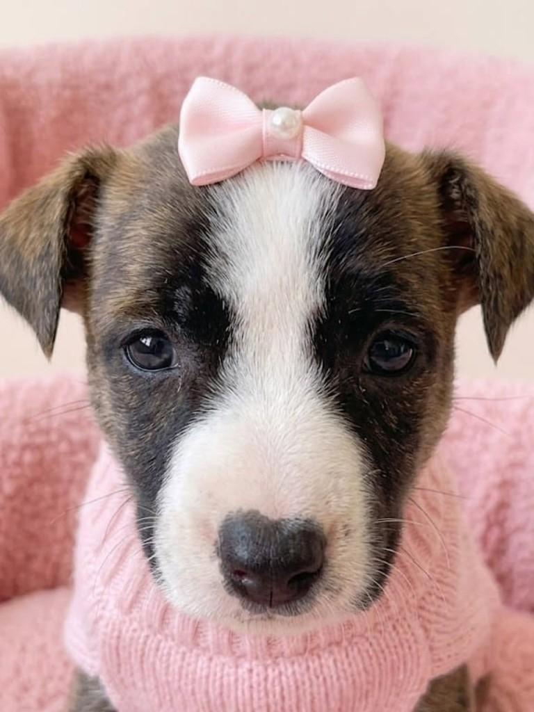 Nala, cadela de porte médio para adoção em Cachoeirinha - RS