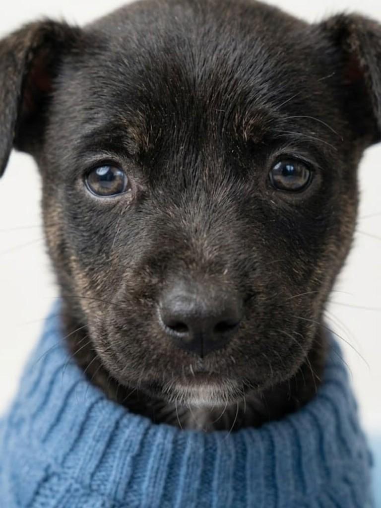 Pretinho, cachorro de porte médio para adoção em Cachoeirinha - RS