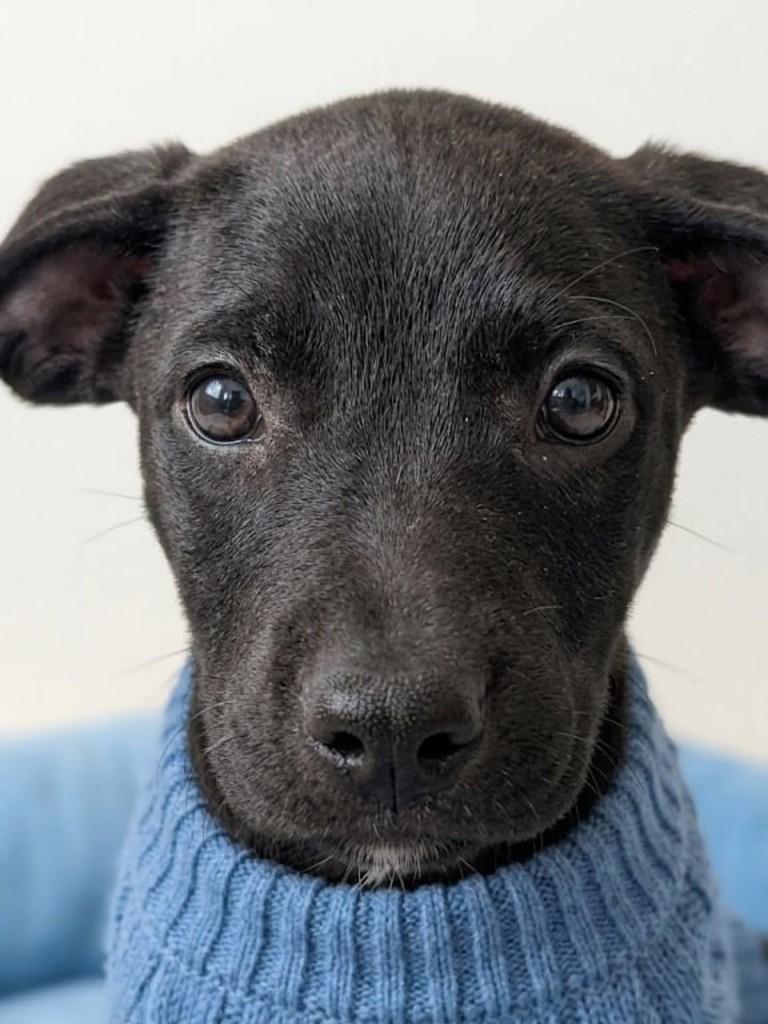 Nero, cachorro de porte médio para adoção em Cachoeirinha - RS