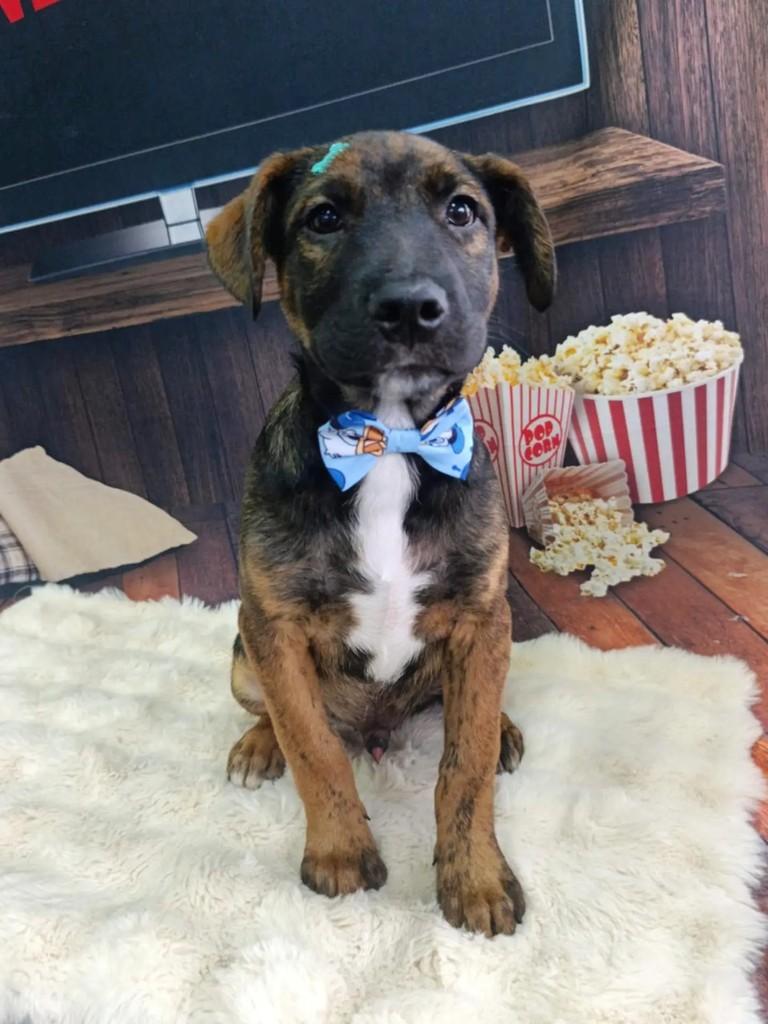 Ozzy, cachorro de porte médio para adoção em Cachoeirinha - RS