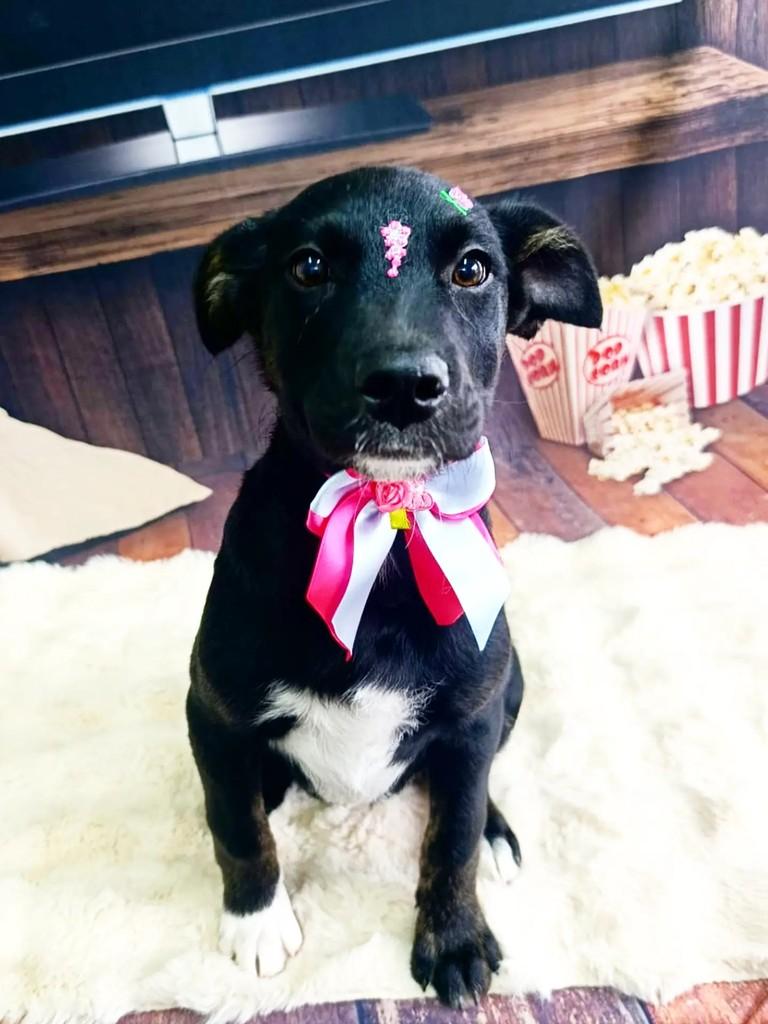 Pretuchinha, cachorro de porte médio para adoção em Cachoeirinha - RS