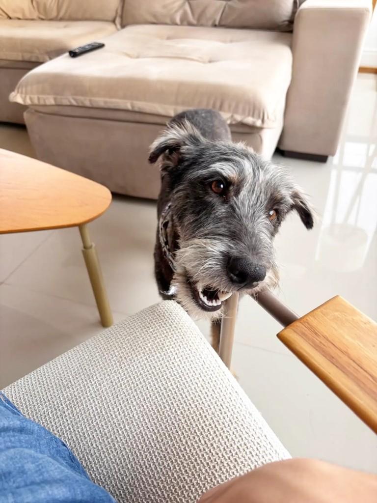 Chico Noah, cachorro de porte médio para adoção em Porto Alegre - RS