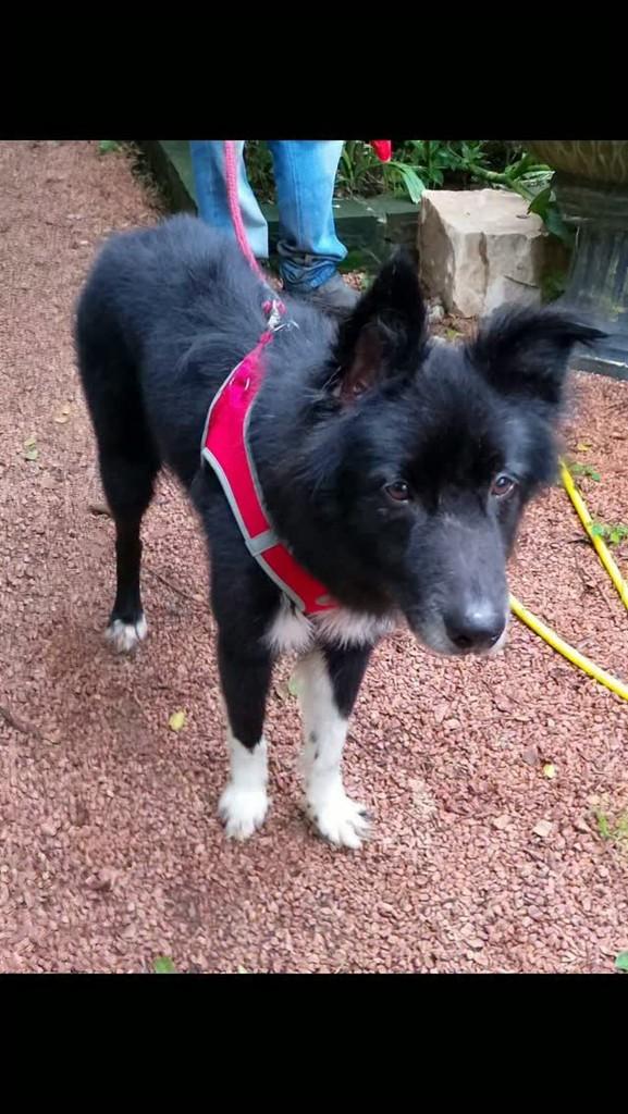 Boder collie, cachorro de porte médio para adoção em Cachoeirinha - RS