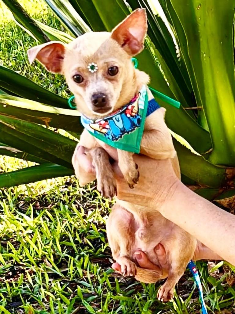 Tobinho, cachorro de porte pequeno para adoção em Cachoeirinha - RS
