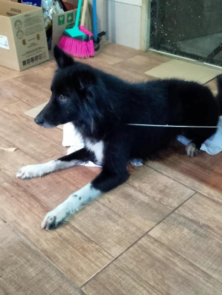 Black, cachorro de porte médio para adoção em Cachoeirinha - RS