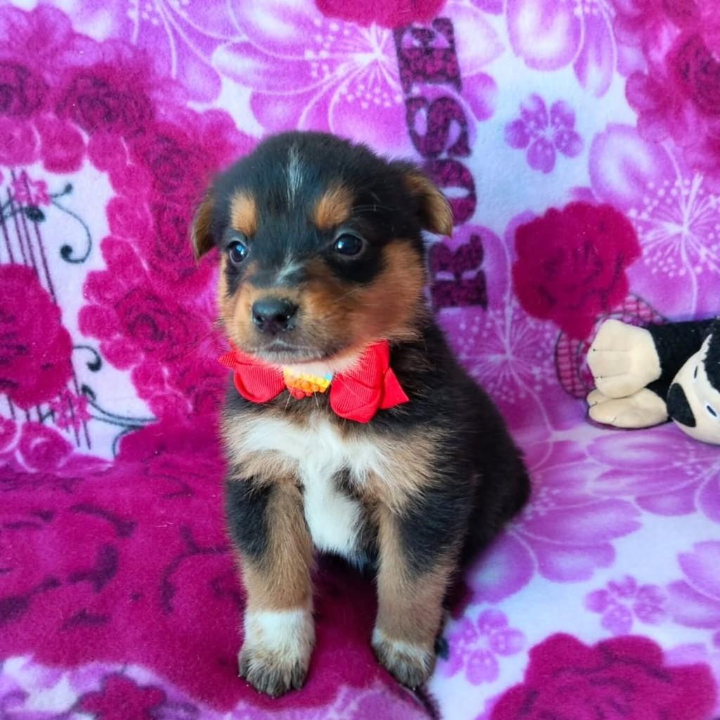 Bento, cachorro de porte médio para adoção em Cachoeirinha - RS