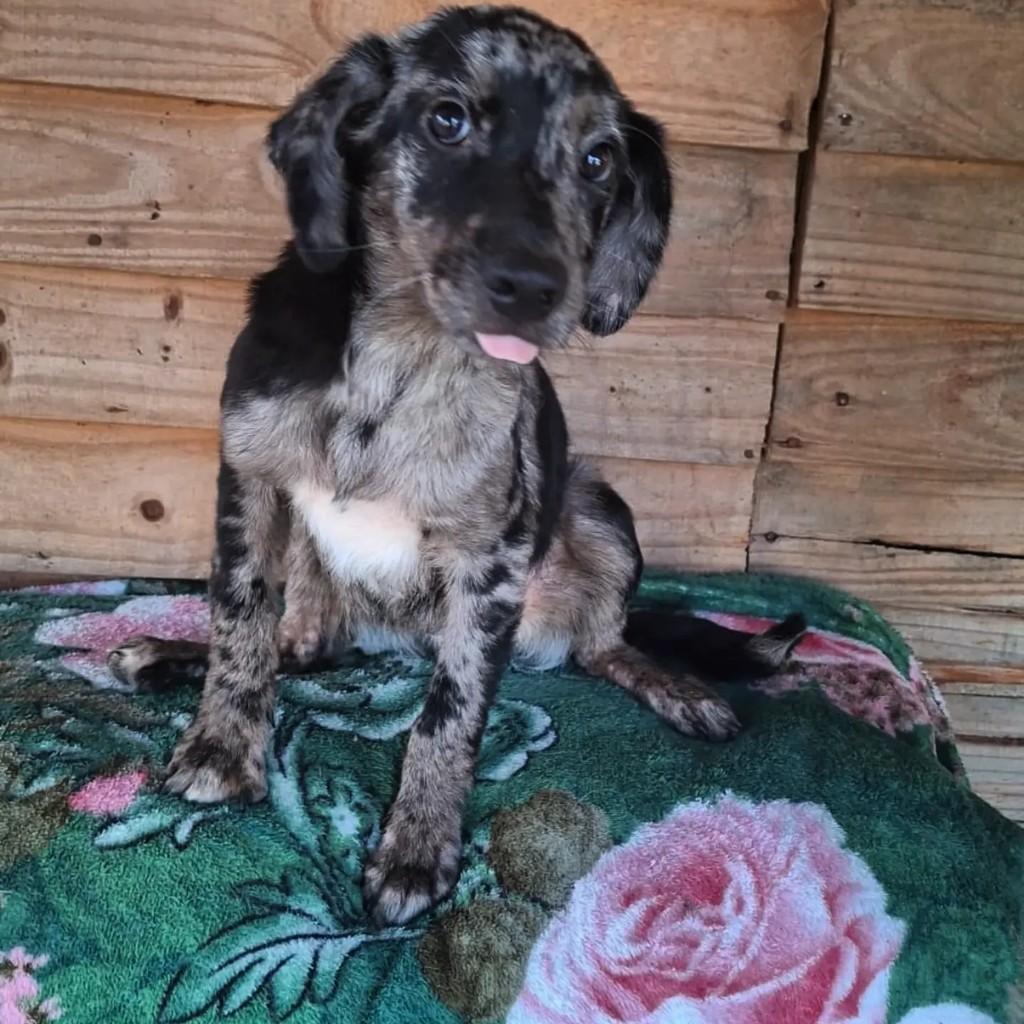 Lindíssimo, cachorro de porte médio para adoção em Porto Alegre - RS