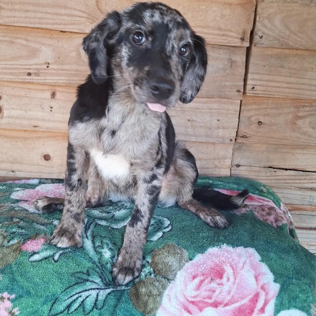Lindíssimo, cachorro de porte médio para adoção em Porto Alegre - RS — foto 2 de 6