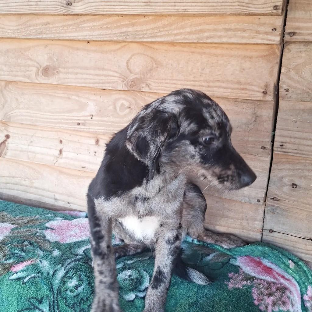 Lindíssimo, cachorro de porte médio para adoção em Porto Alegre - RS — foto 3 de 6