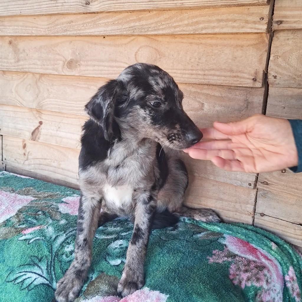 Lindíssimo, cachorro de porte médio para adoção em Porto Alegre - RS — foto 4 de 6