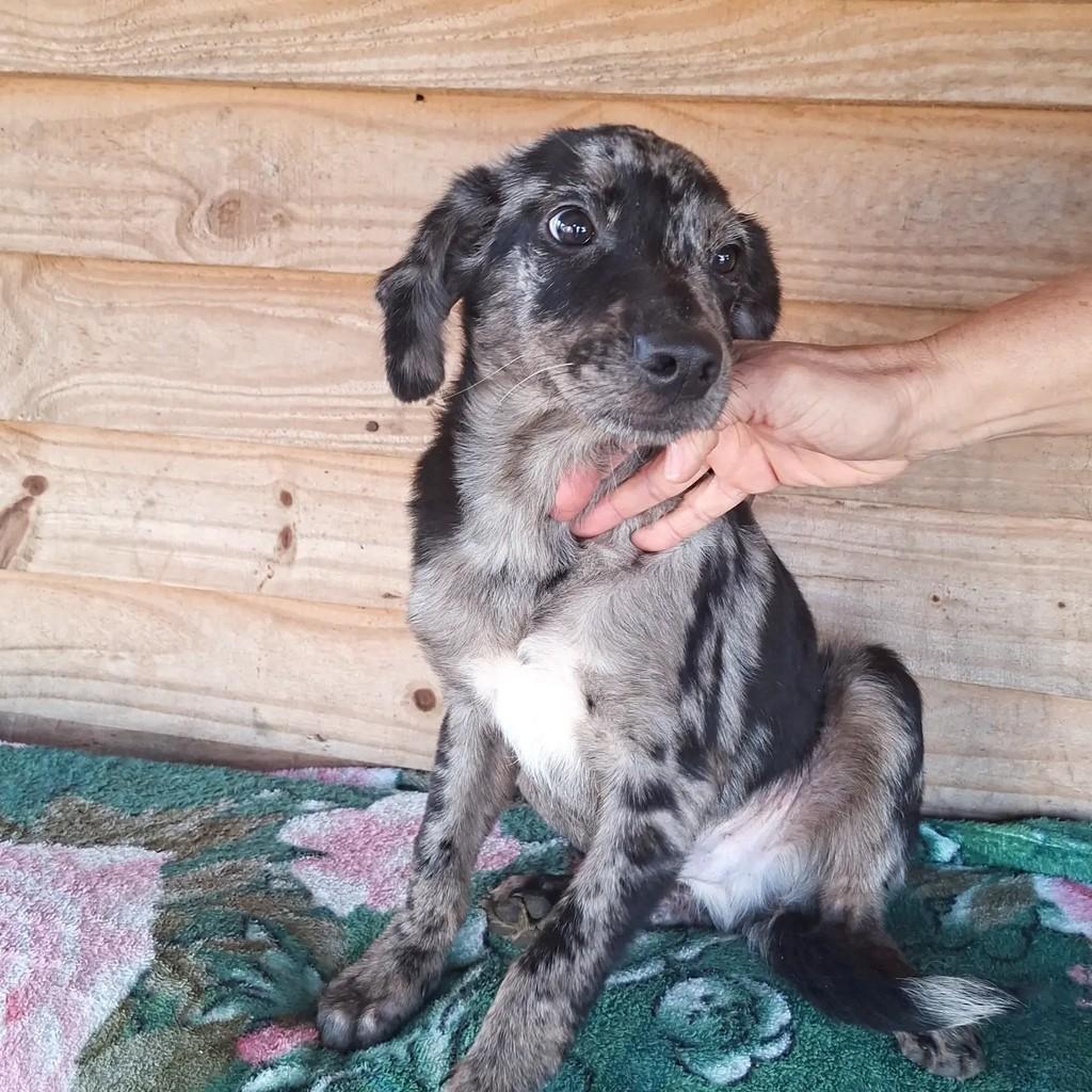 Lindíssimo, cachorro de porte médio para adoção em Porto Alegre - RS — foto 5 de 6