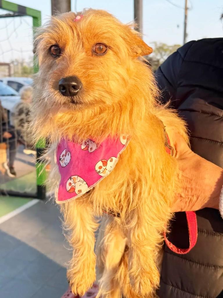 Sol, cadela de porte pequeno para adoção em Cachoeirinha - RS — foto 5 de 6