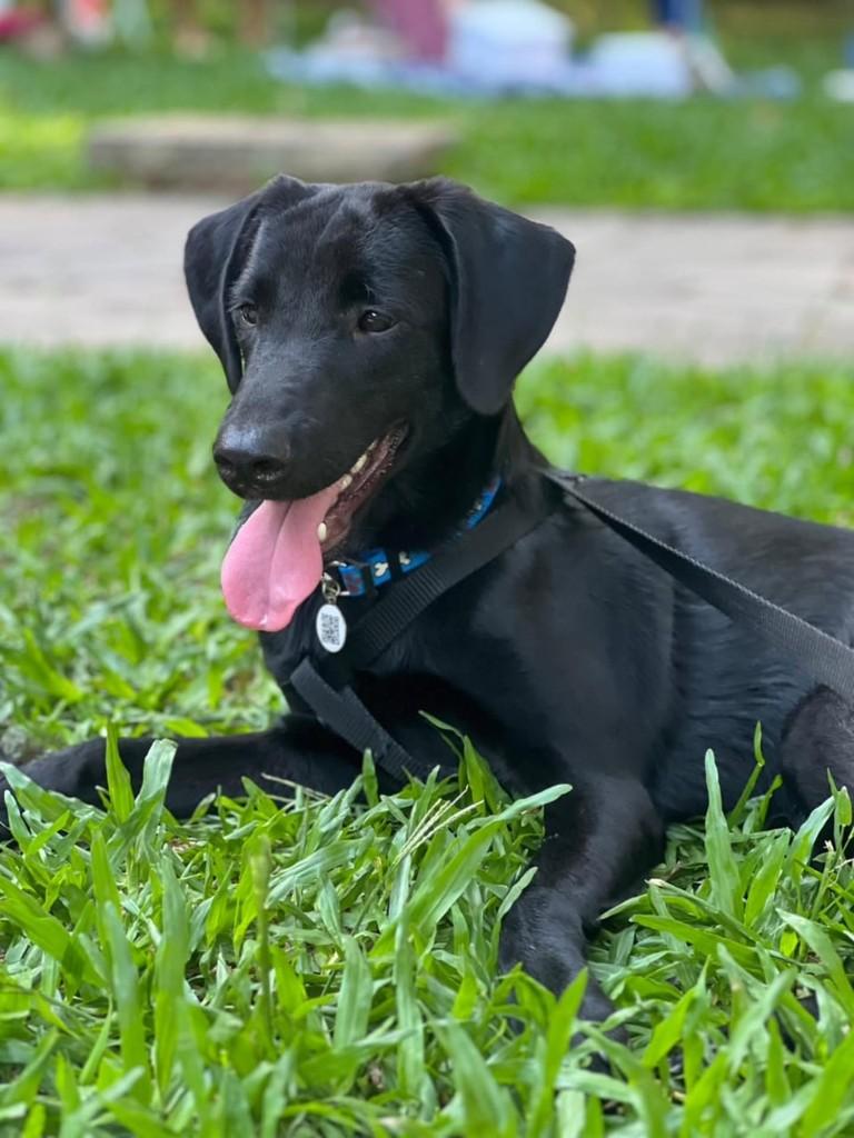 Petrus, cachorro de porte médio para adoção em Porto Alegre - RS