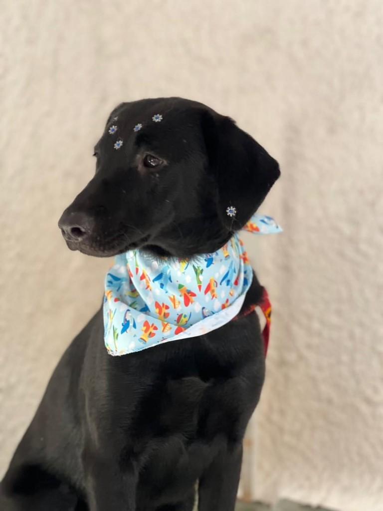 Petrus, cachorro de porte médio para adoção em Porto Alegre - RS — foto 2 de 2