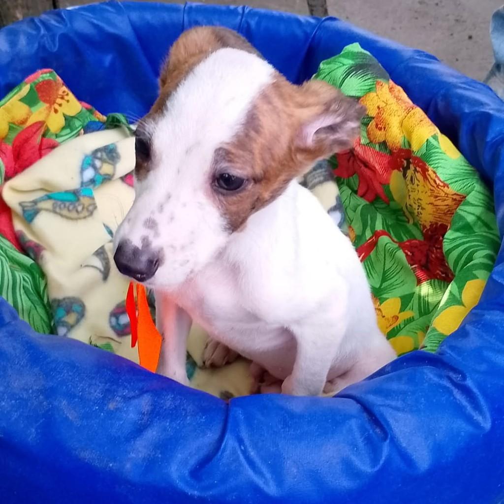 Tinoco, cachorro de porte médio para adoção em Cachoeirinha - RS