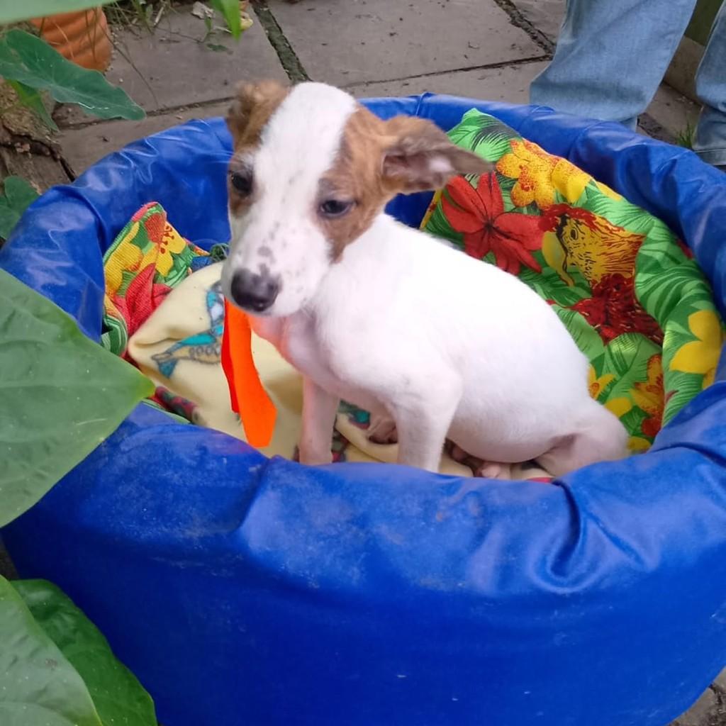 Tinoco, cachorro de porte médio para adoção em Cachoeirinha - RS — foto 2 de 2