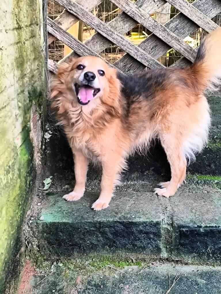 Todynho, cachorro de porte médio para adoção em Gravataí - RS