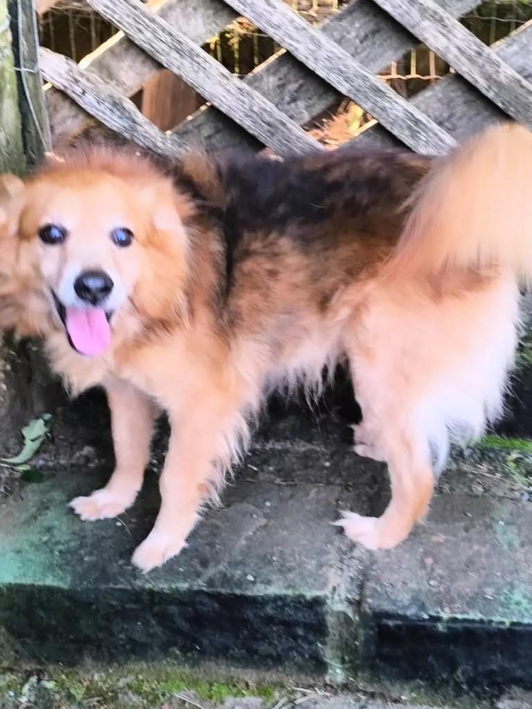 Todynho, cachorro de porte médio para adoção em Gravataí - RS — foto 2 de 3
