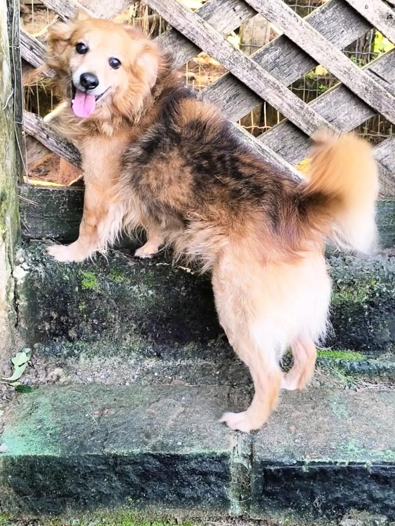 Todynho, cachorro de porte médio para adoção em Gravataí - RS — foto 3 de 3
