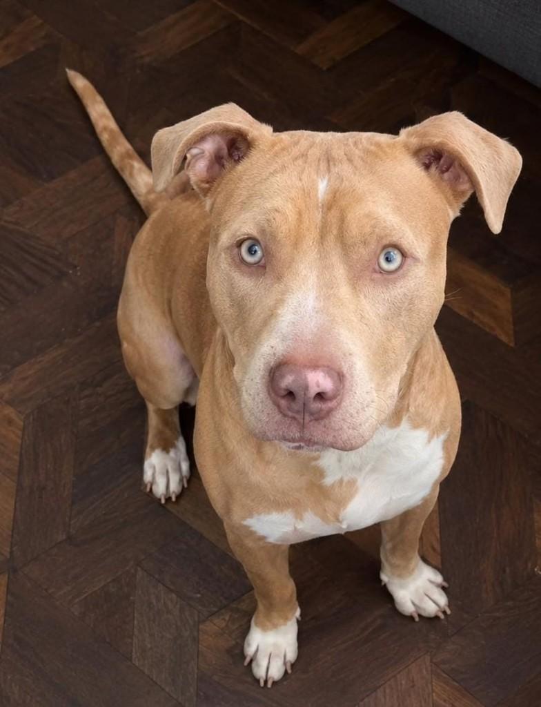 Hércules, cachorro de porte médio para adoção em Cachoeirinha - RS