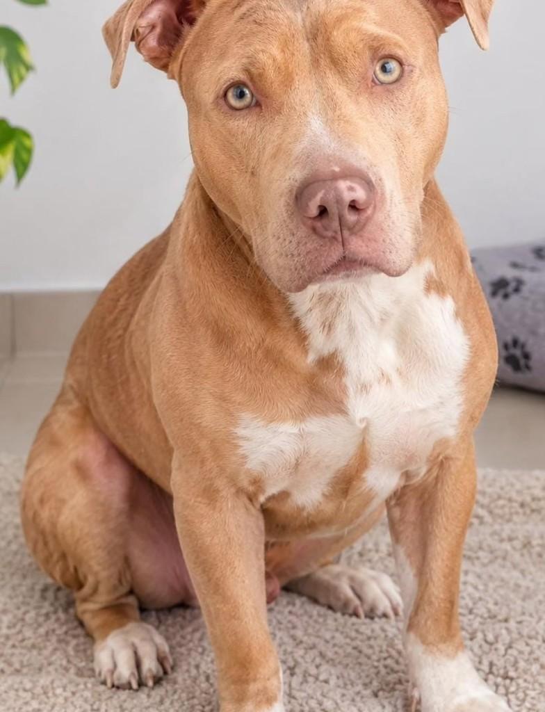 Hércules, cachorro de porte médio para adoção em Cachoeirinha - RS — foto 2 de 2