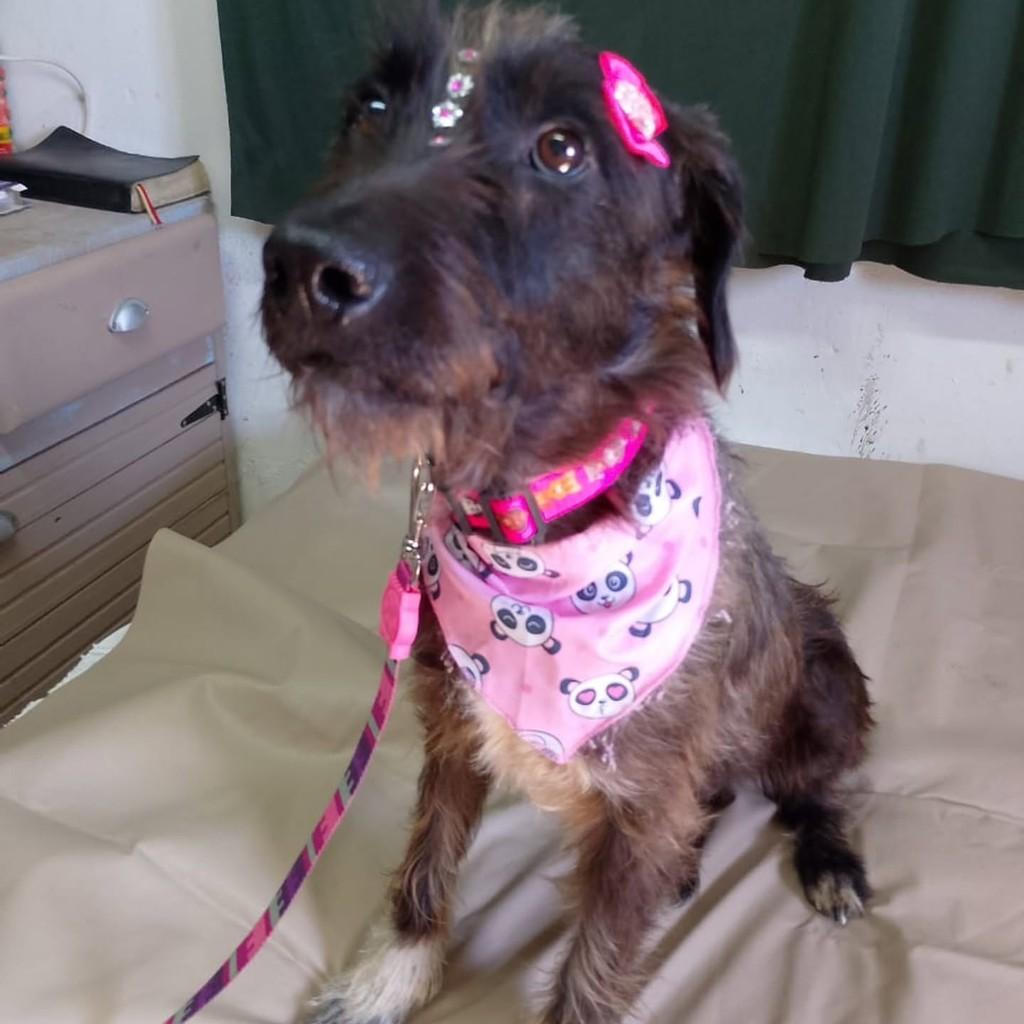 Bibi, cadela de porte médio para adoção em Cachoeirinha - RS — foto 2 de 2