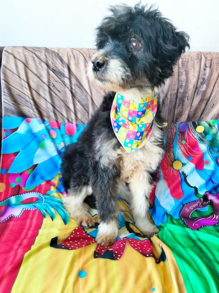 Bobby, cachorro de porte médio para adoção em Cachoeirinha - RS