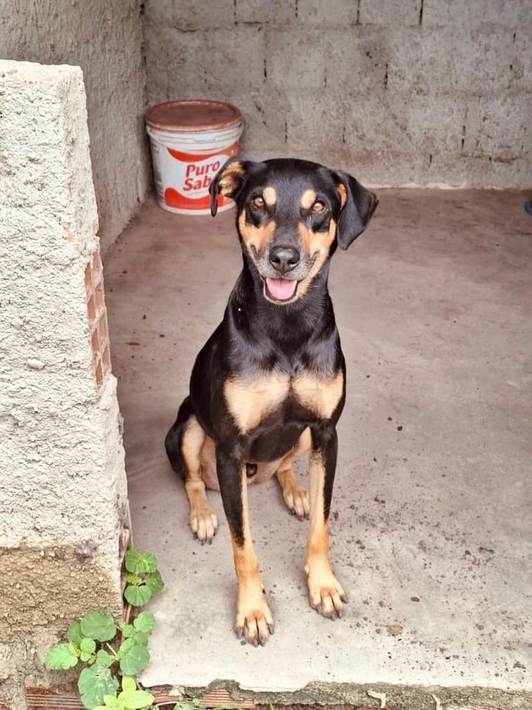 Betovem, cachorro de porte pequeno para adoção em Mari - PB