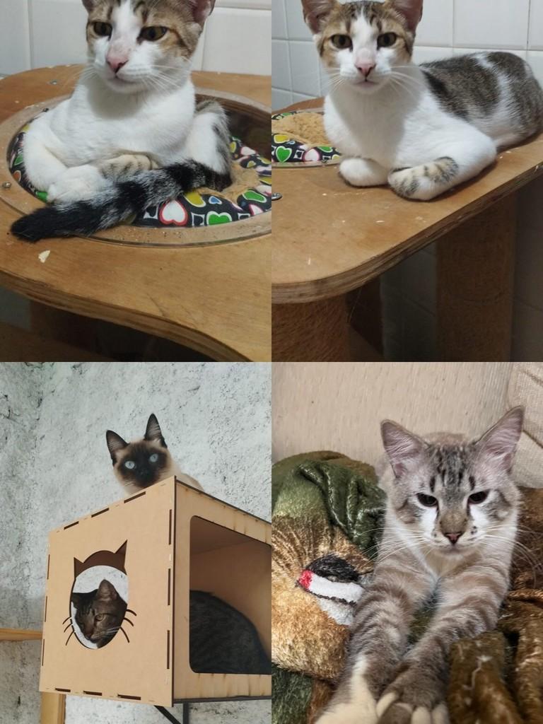 Dona Maria, gata de porte pequeno para adoção em Jundiaí - SP
