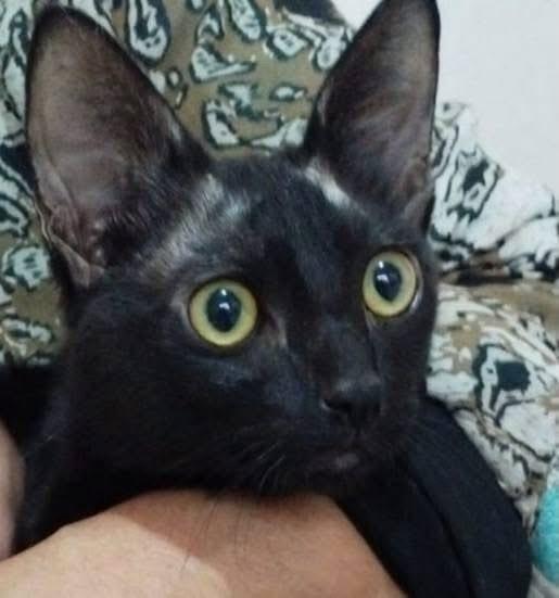 Panterinha, gata de porte pequeno para adoção em Jundiaí - SP
