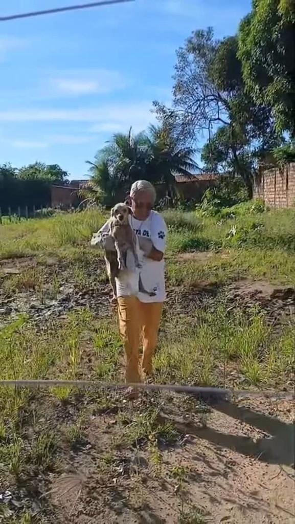 Cachorrinha, cadela de porte pequeno para adoção em Codó - MA