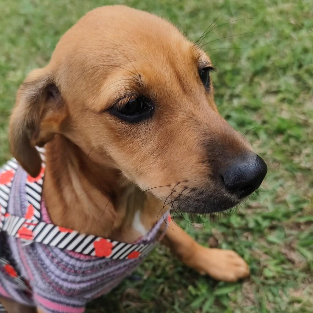 Filhotinha, cadela de porte médio para adoção em Brasília - DF