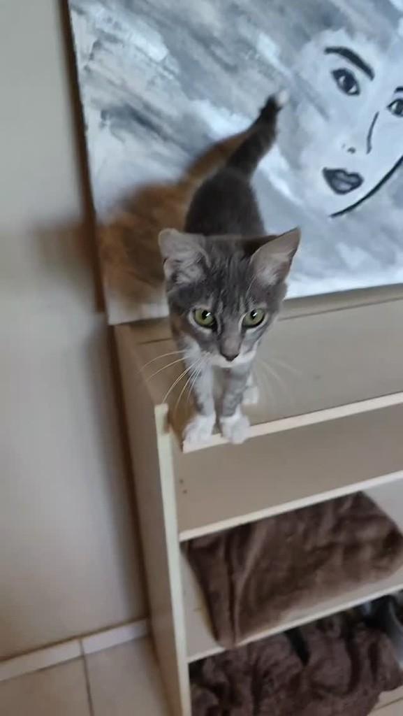 Nossa, gato de porte pequeno para adoção em Brasília - DF