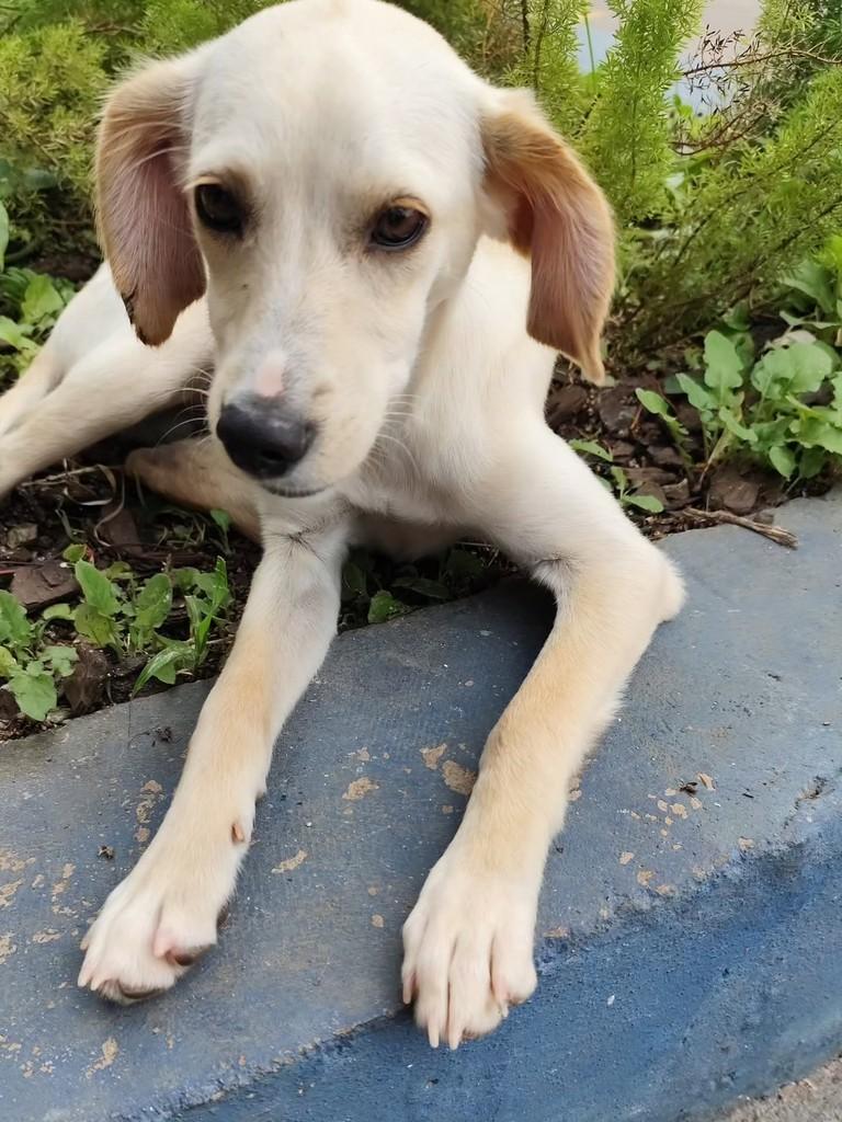 Meg, cadela de porte pequeno para adoção em Brasília - DF