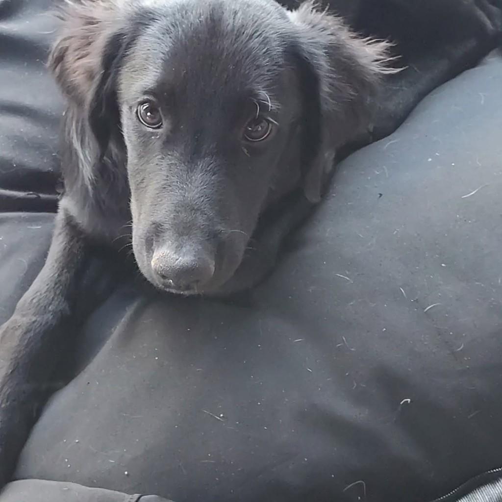 Peludinho, cachorro de porte pequeno para adoção em Brasília - DF