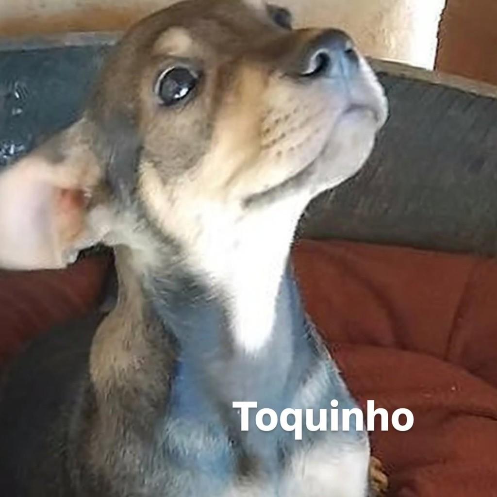 Toquinho, cachorro de porte pequeno para adoção em Brasília - DF